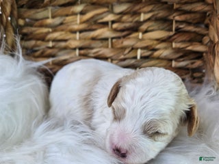 Bichpoo dogs - Ad 23