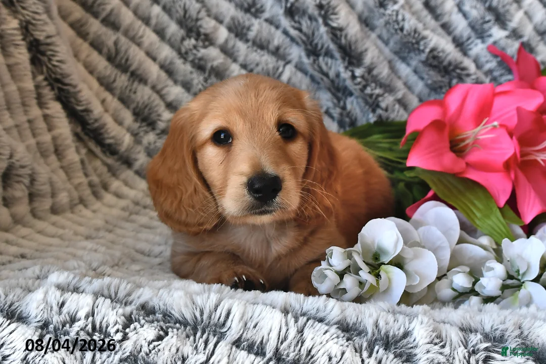 Dachshund dogs for sale: Skylight - Ad 1
