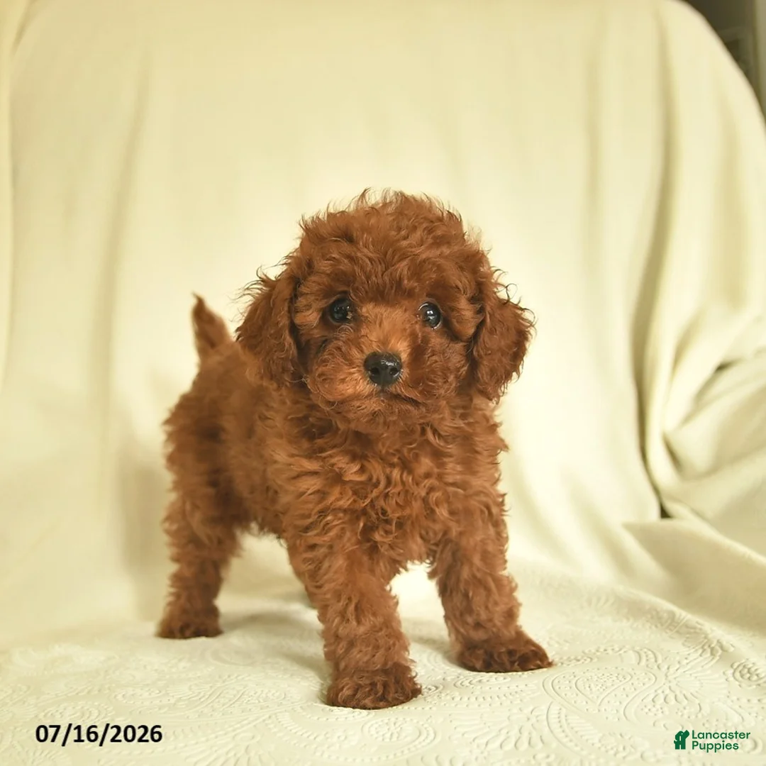 Toy Poodle dogs for sale: Leo  - Ad 1