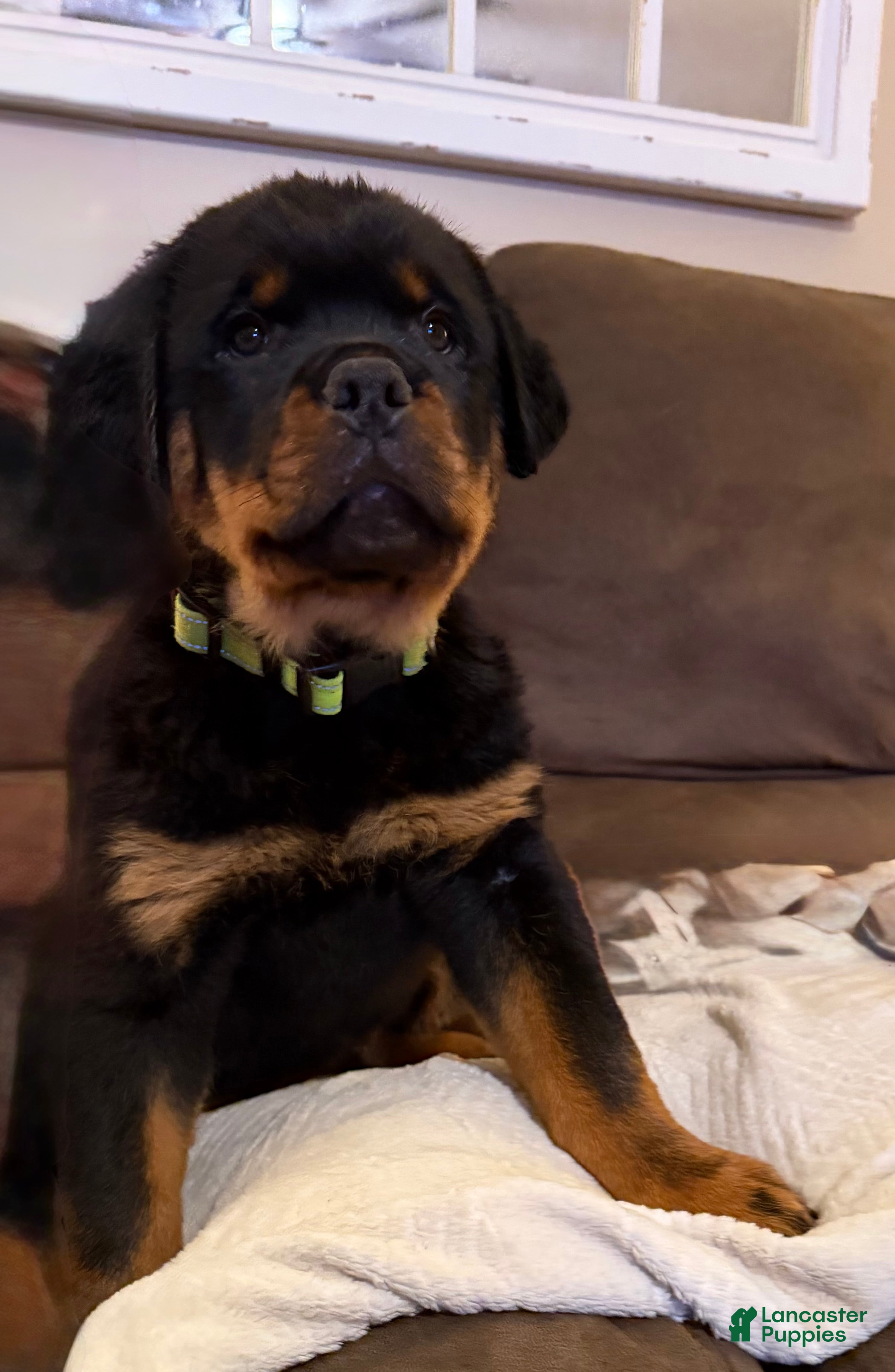 Rottweiler dogs Atticus - Ad 2