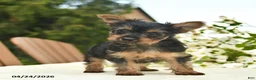 Yorkshire Terrier dogs for sale: Monty  - Ad 4