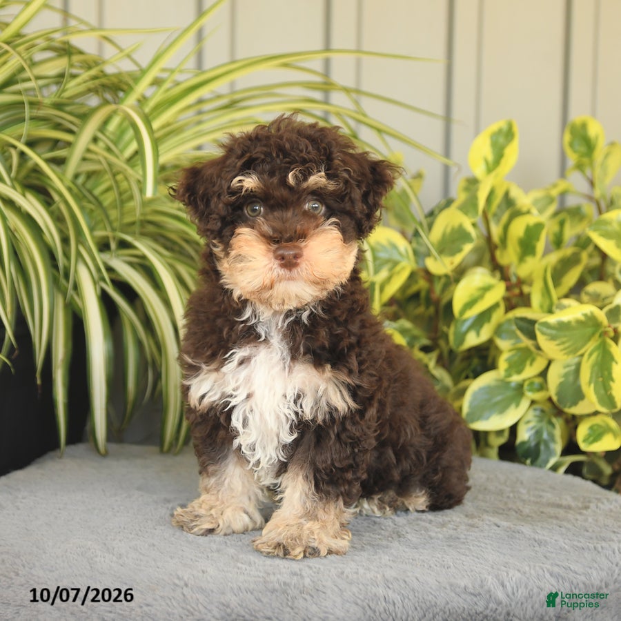 Miniature Poodle dogs for sale: Ollie - Ad 1