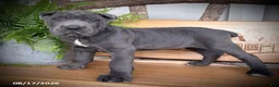 Cane Corso dogs for sale: Spartan - Ad 3