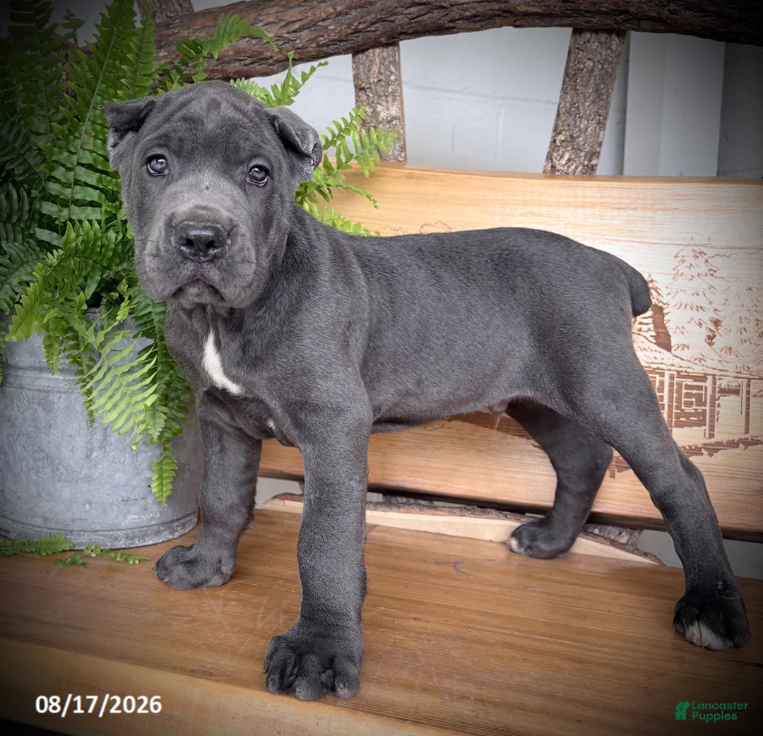 Cane Corso dogs for sale: Spartan - Ad 3