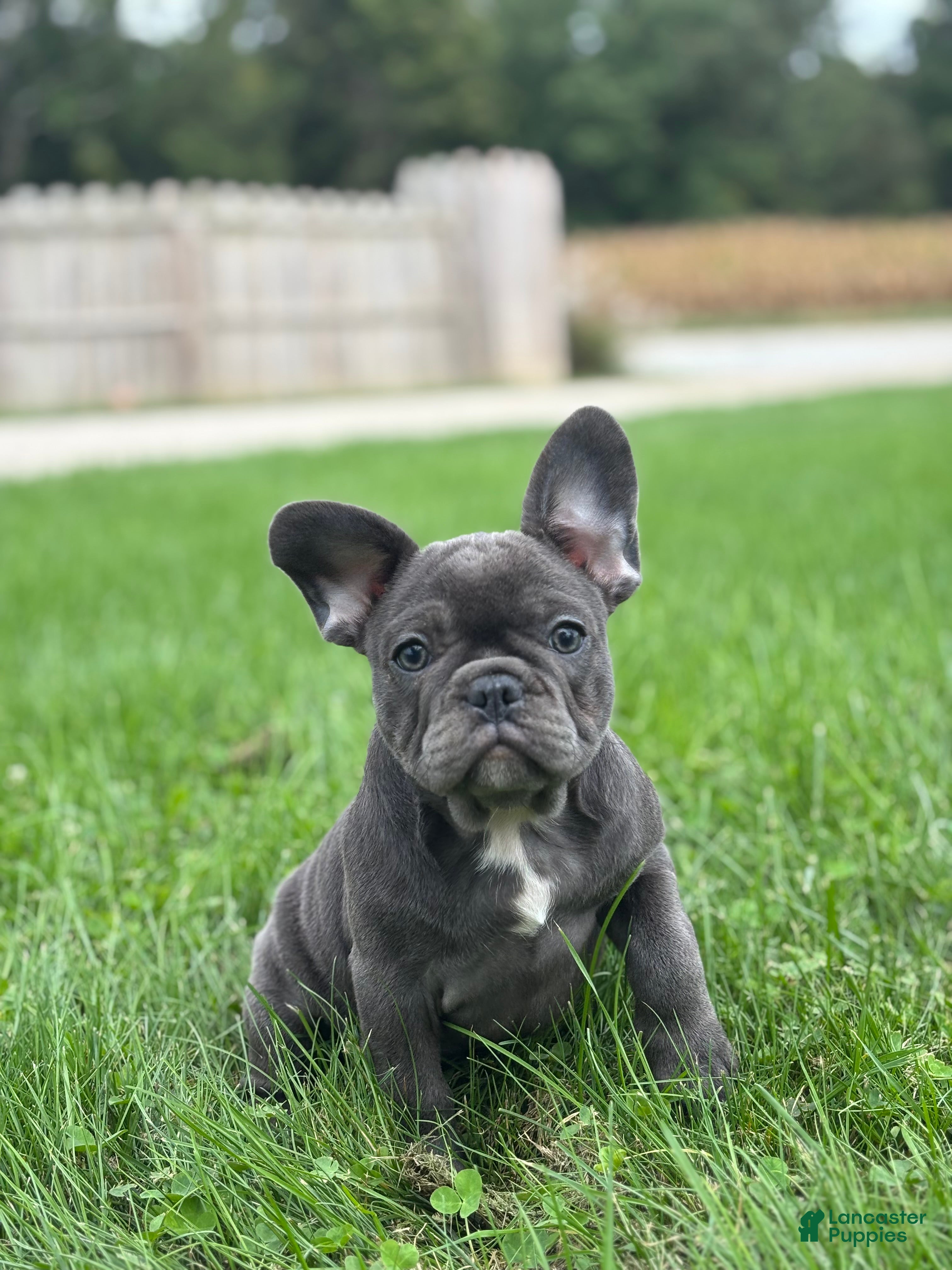 French Bulldog dogs Stella - Ad 2