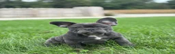 French Bulldog dogs for sale: Stella - Ad 2
