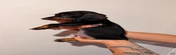 Dachshund dogs for sale: Bruce  - Ad 3