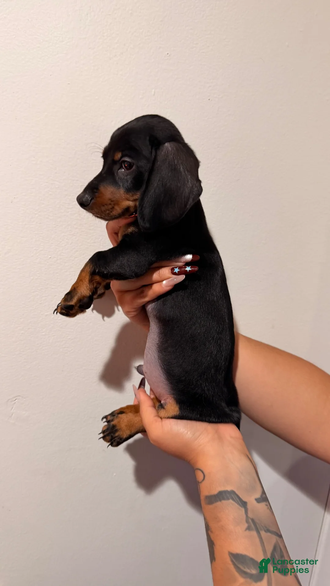 Dachshund dogs for sale: Bruce  - Ad 3
