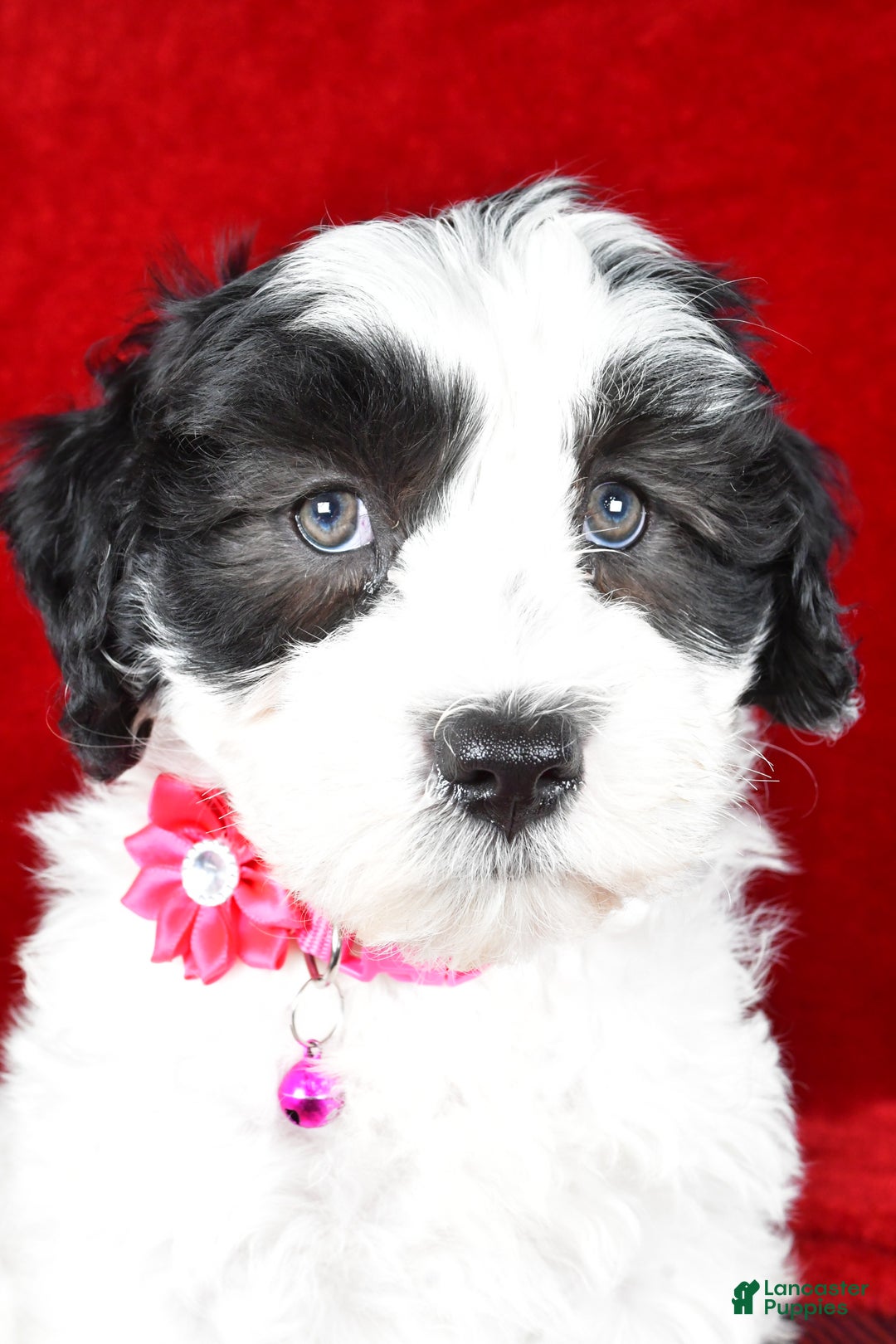 Newfypoo dogs for sale: Holly f one b - Ad 10