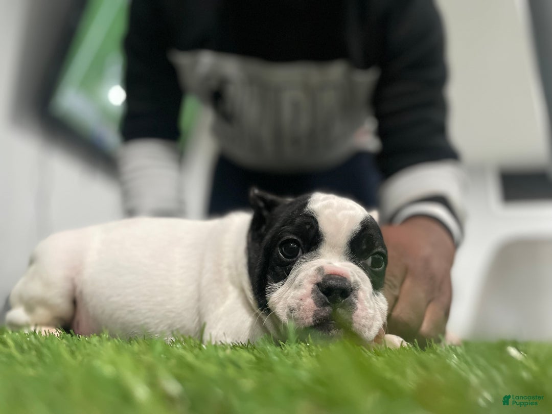 American Bully dogs for sale: Scooter - Ad 1