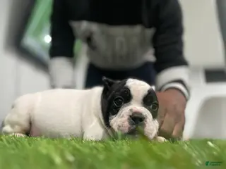 American Bully dogs Scooter - Ad 11