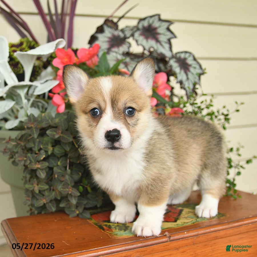 Welsh Corgi Pembroke dogs Abby  - Ad 2