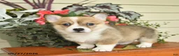 Welsh Corgi Pembroke dogs for sale: Abby  - Ad 2