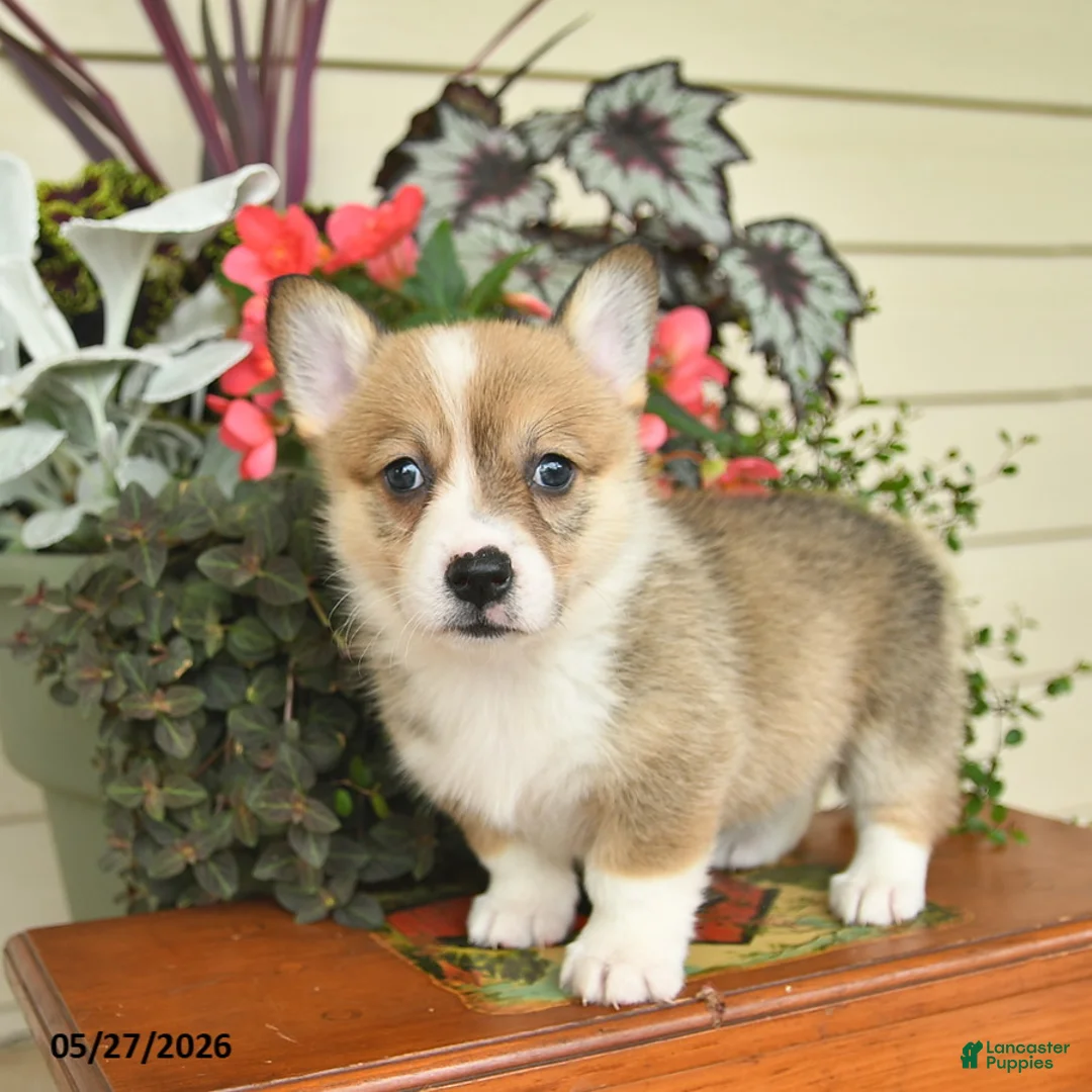 Welsh Corgi Pembroke dogs for sale: Abby  - Ad 2