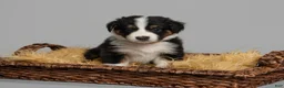 Australian Shepherd dogs for sale: Mae - Ad 3