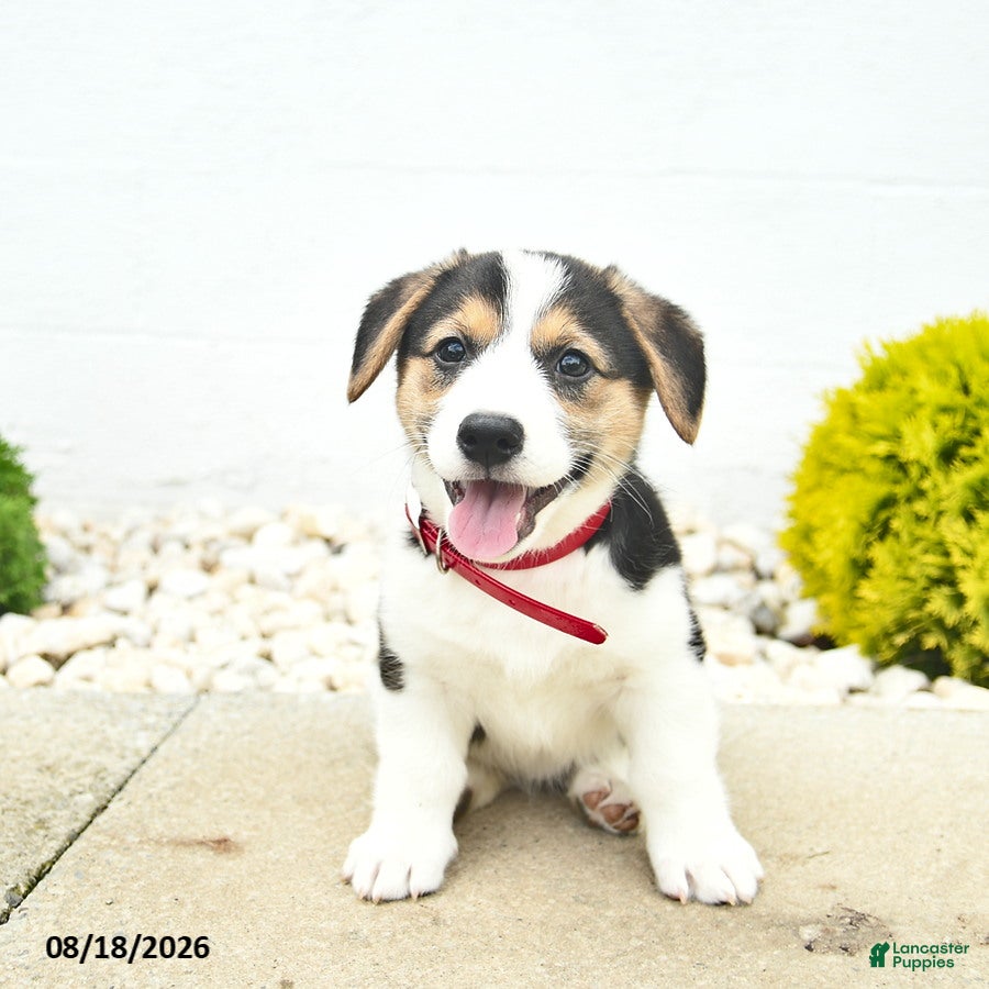 Welsh Corgi Pembroke dogs Bailey - Ad 2