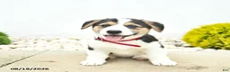 Welsh Corgi Pembroke dogs for sale: Bailey - Ad 2