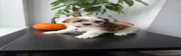 Shihpoo dogs for sale: Bell - Ad 1