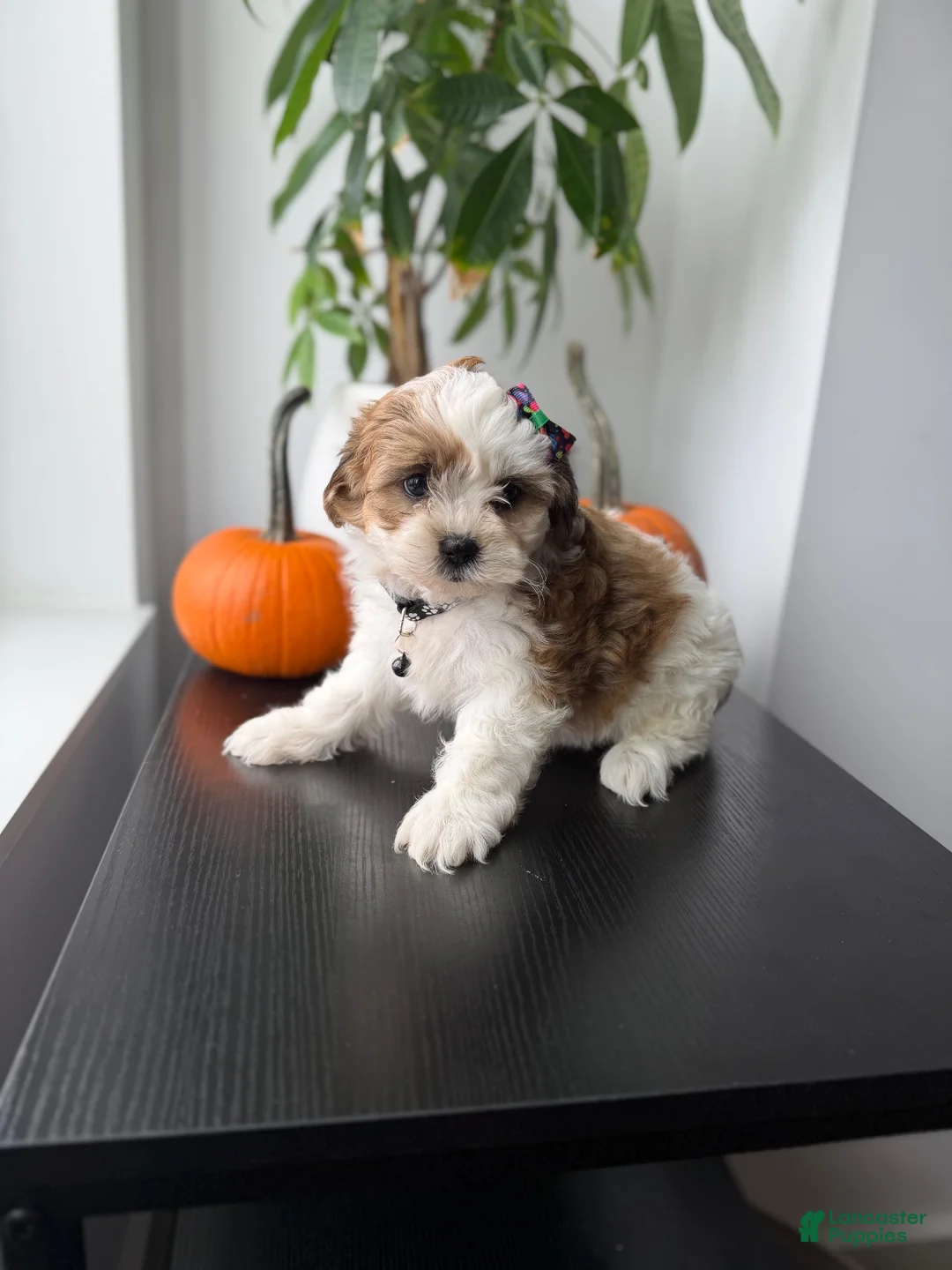 Shihpoo dogs for sale: Bell - Ad 1