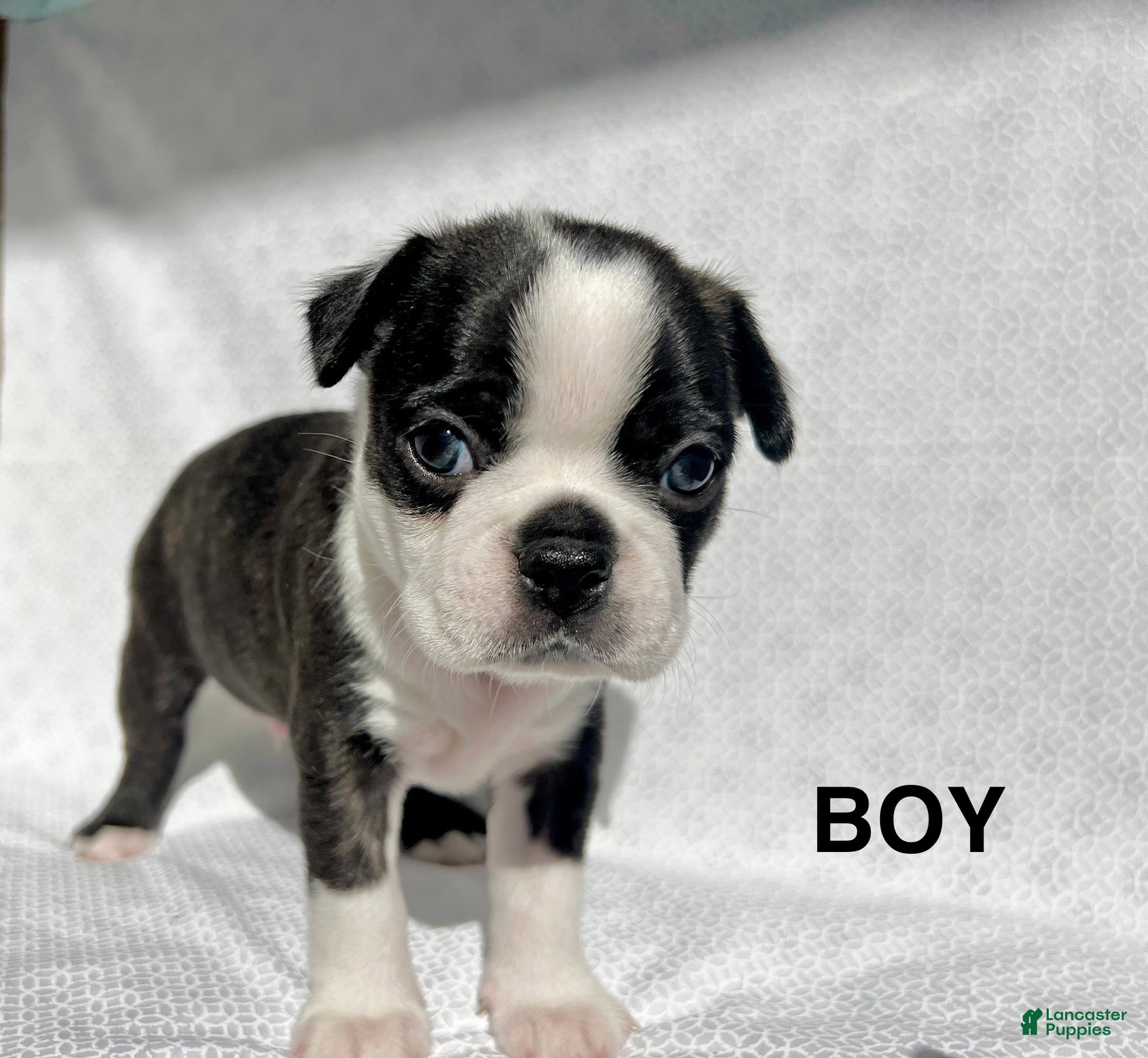 Boston Terrier dogs Boston Terrier Puppy 1 - Ad 1
