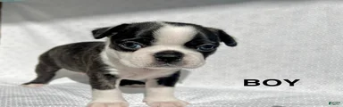 Boston Terrier Puppy 1