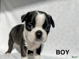 Boston Terrier dogs for sale: Boston Terrier Puppy 1 - Ad 2