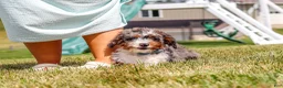 Mini Bernedoodle dogs for sale: Dylan - Ad 5