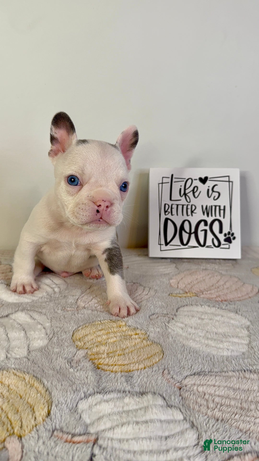 French Bulldog dogs for sale: French Bulldog litter of 7 puppies - Ad 2