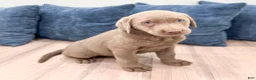 Labrador Retriever dogs for sale: Skye - Ad 3