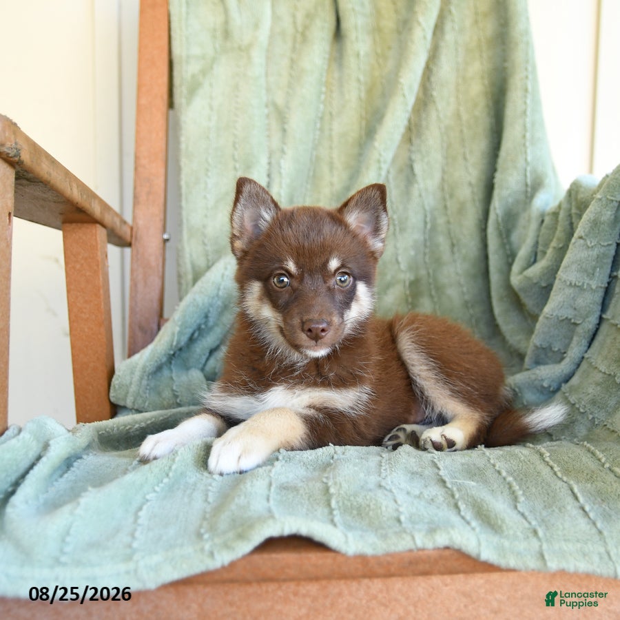 Pomsky dogs Breeze - Ad 2