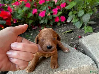 Cavapoo dogs for sale: Girl 1 - Ad 3