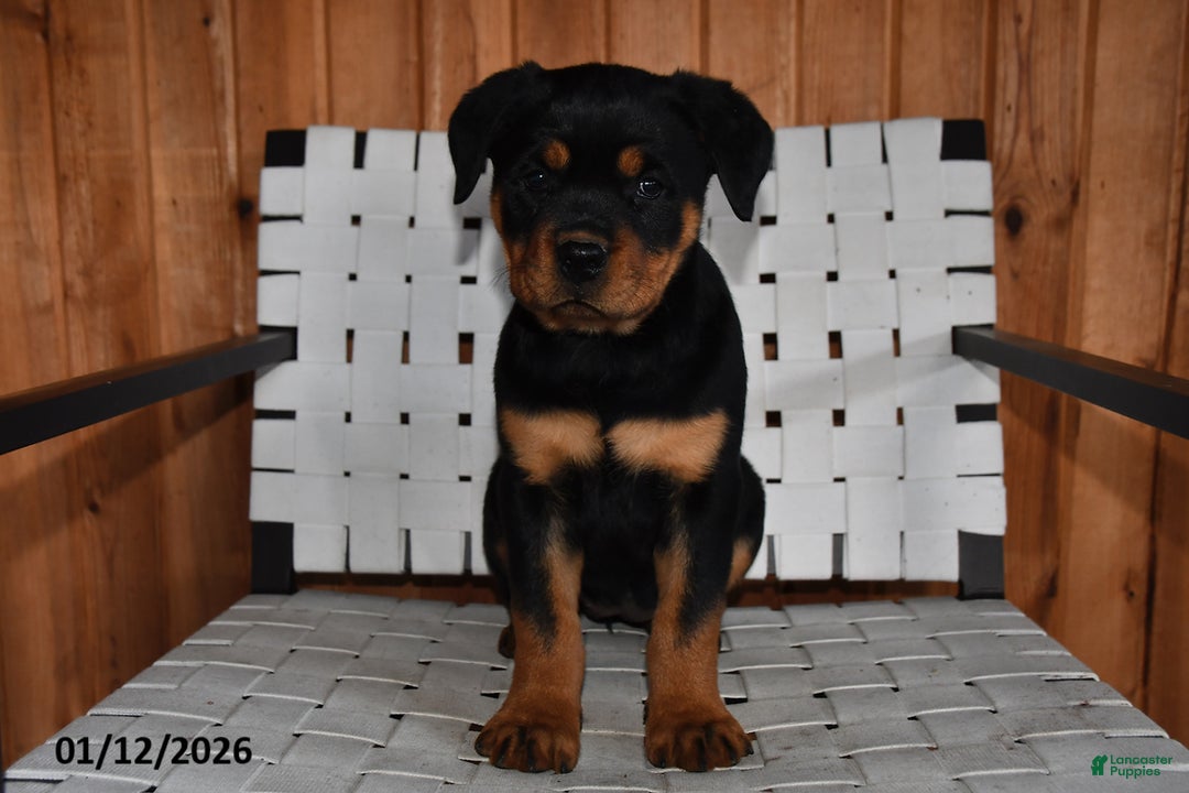 Rottweiler dogs for sale: Bella   - Ad 5