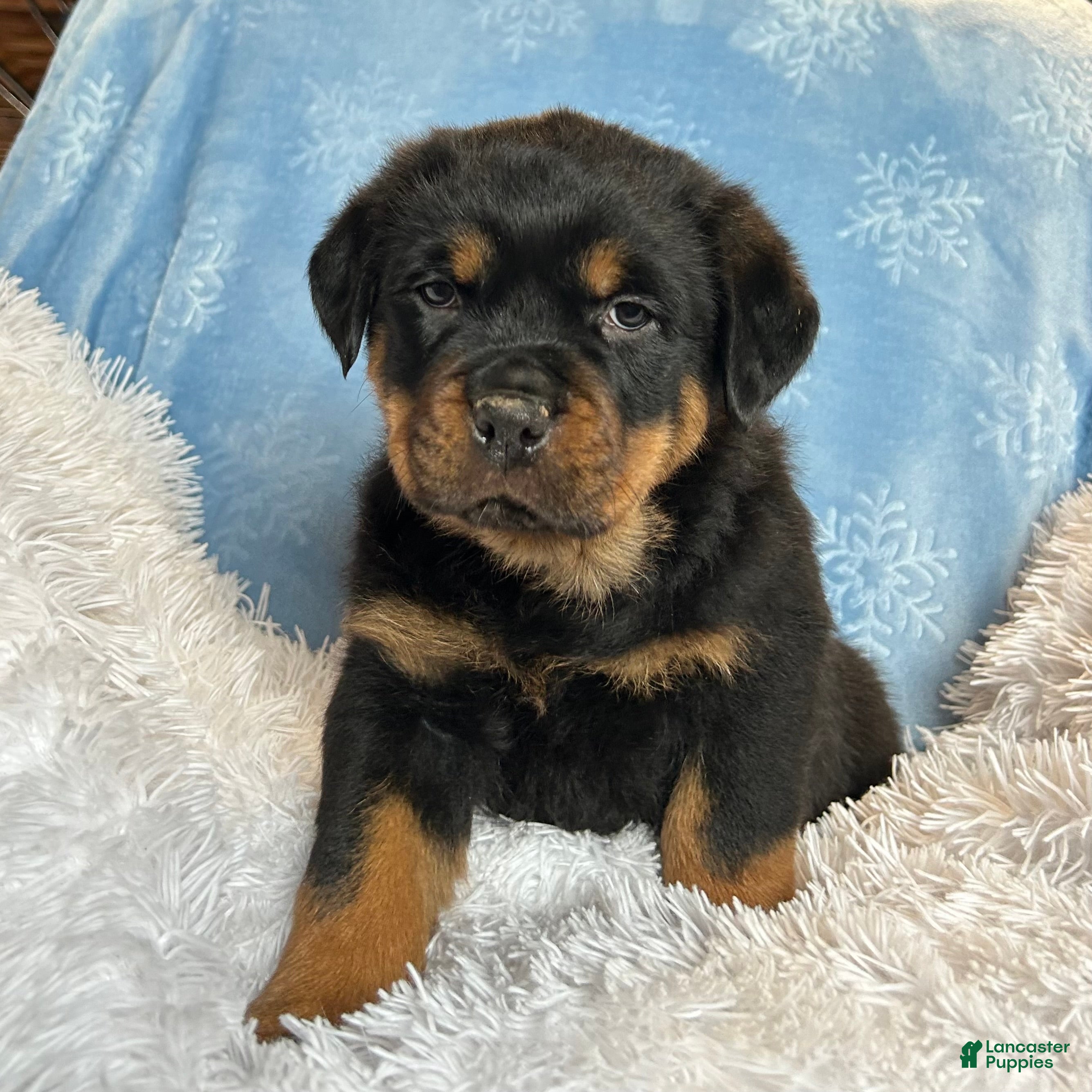 Rottweiler dogs Zuma - Ad 13