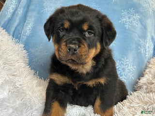 Rottweiler dogs Zuma - Ad 13