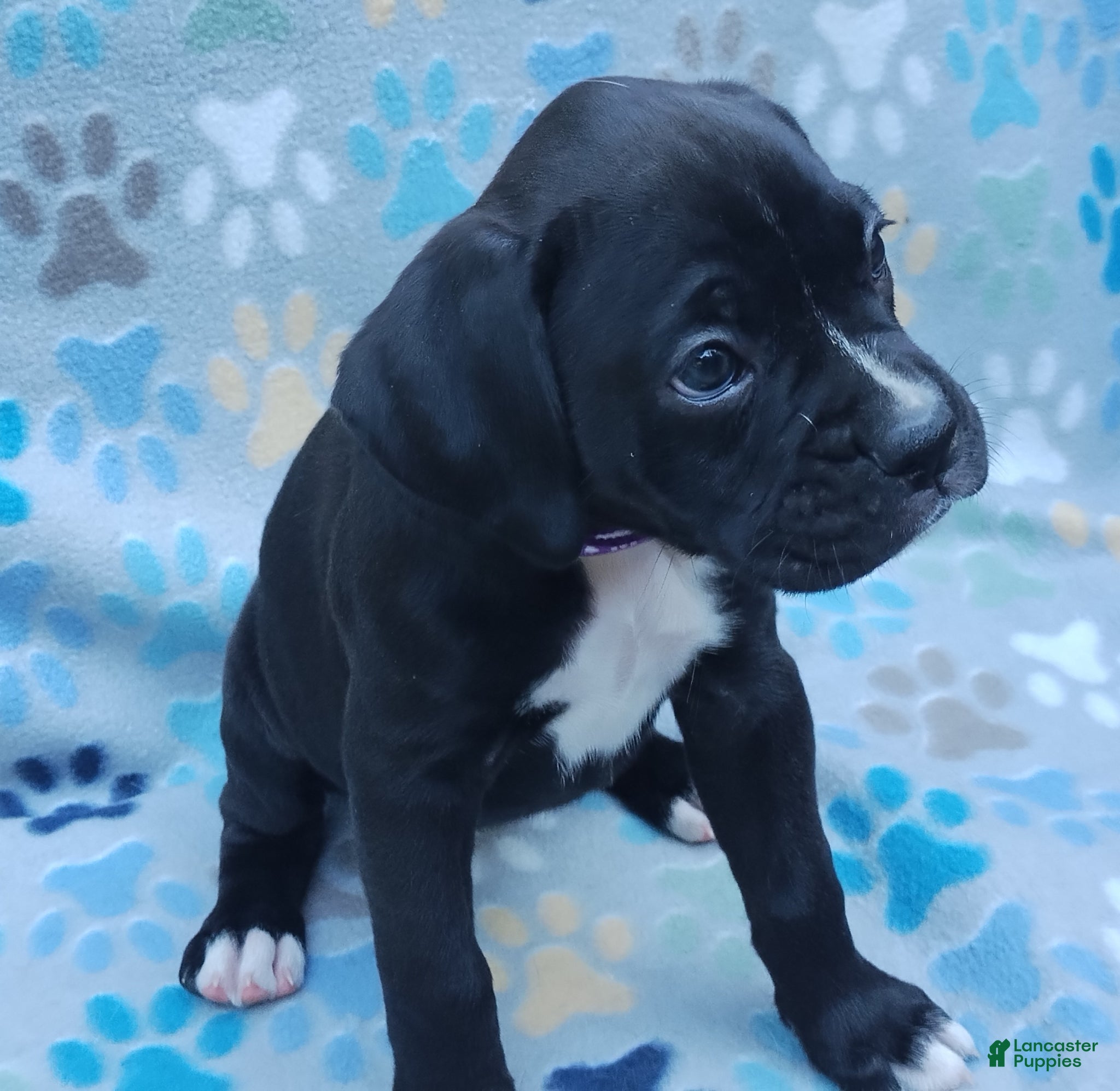 Boxer dogs Boxer Puppy 5 - Ad 7