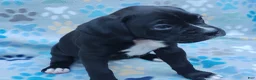 Boxer dogs for sale: Boxer Puppy 5 - Ad 1