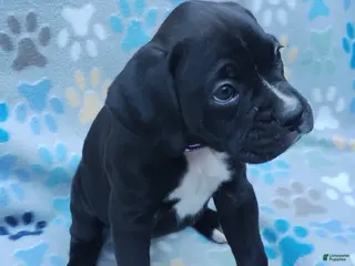 Boxer dogs Boxer Puppy 5 - Ad 7