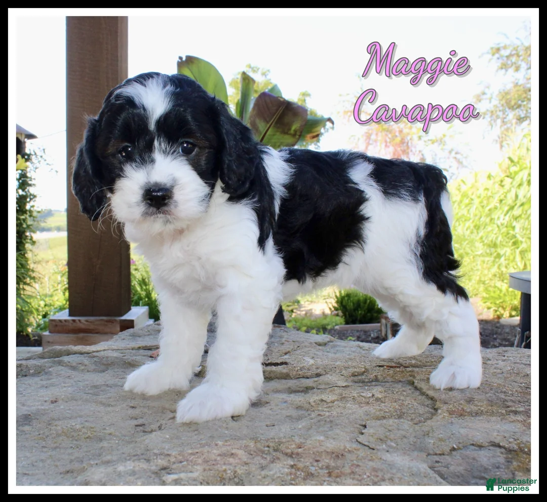 Cavapoo dogs for sale: Maggie - Ad 1