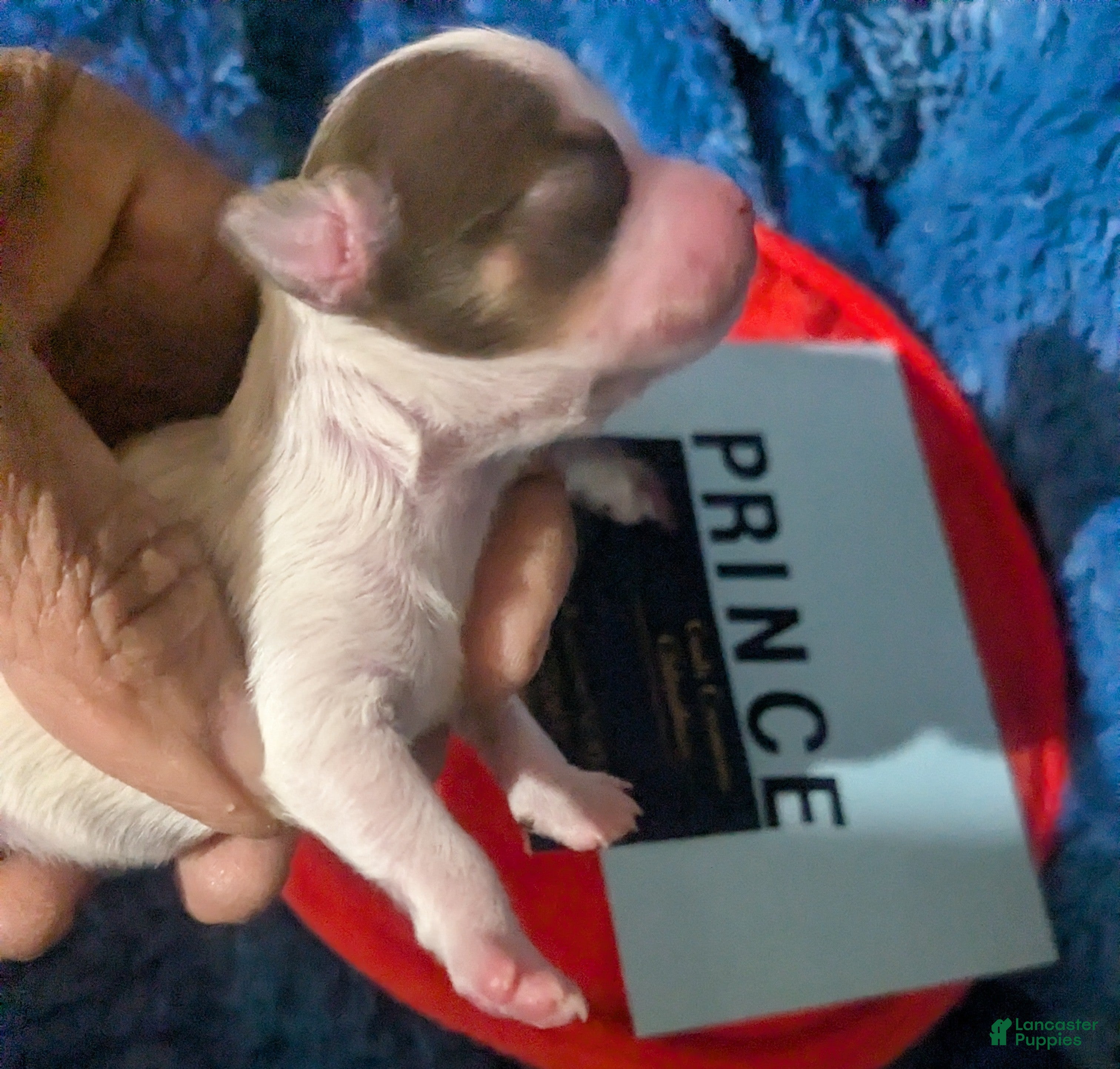 Chihuahua dogs for sale: Prince - Ad 1