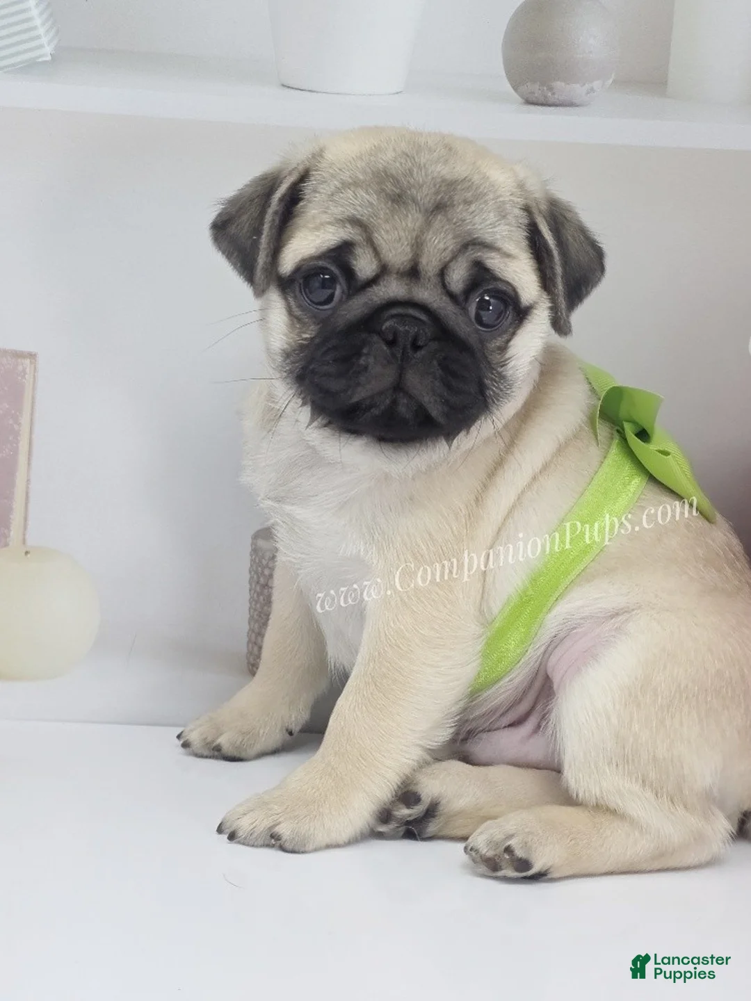 Pug dogs for sale: Clover - Silver Fawn Pug Puppy - Ad 8