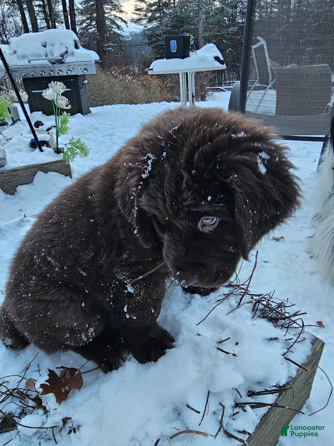 Newfoundland dogs for sale: Newfoundland Puppy 1 - Ad 2