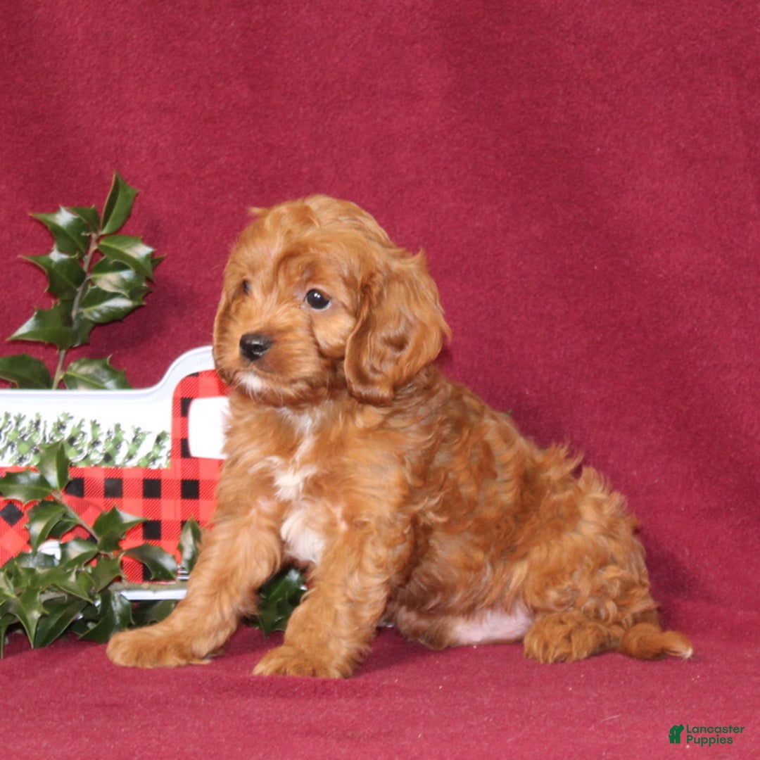 Cavapoo dogs for sale: Cooper - Ad 4
