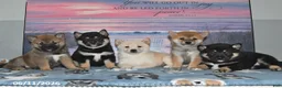 Shiba Inu dogs for sale: Charity - Ad 5
