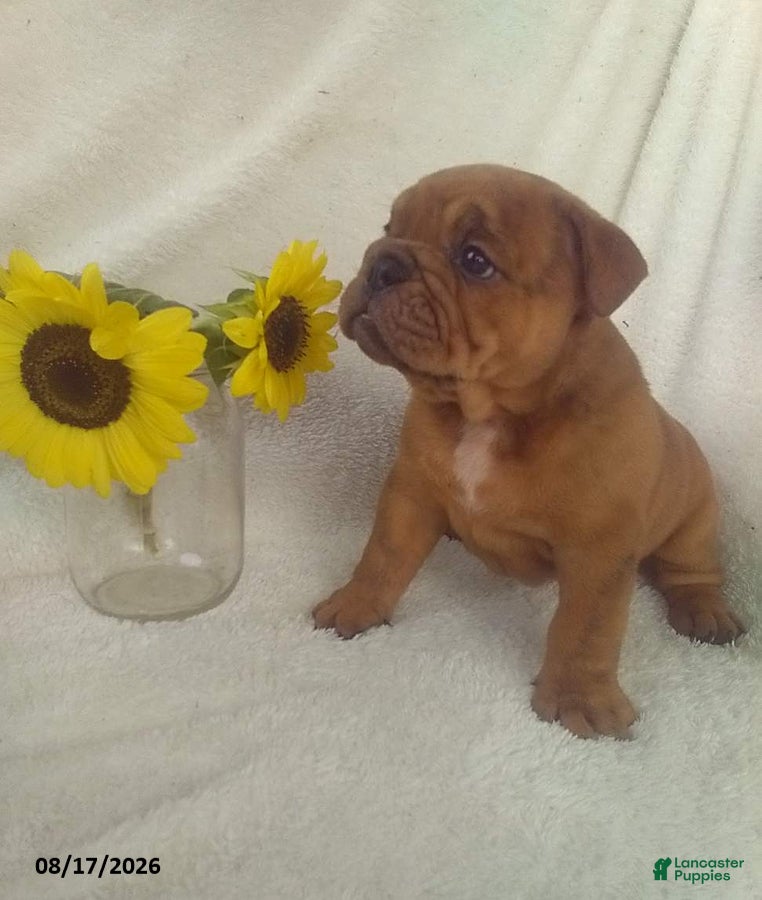 Olde English Bulldogge dogs Samson - Ad 2
