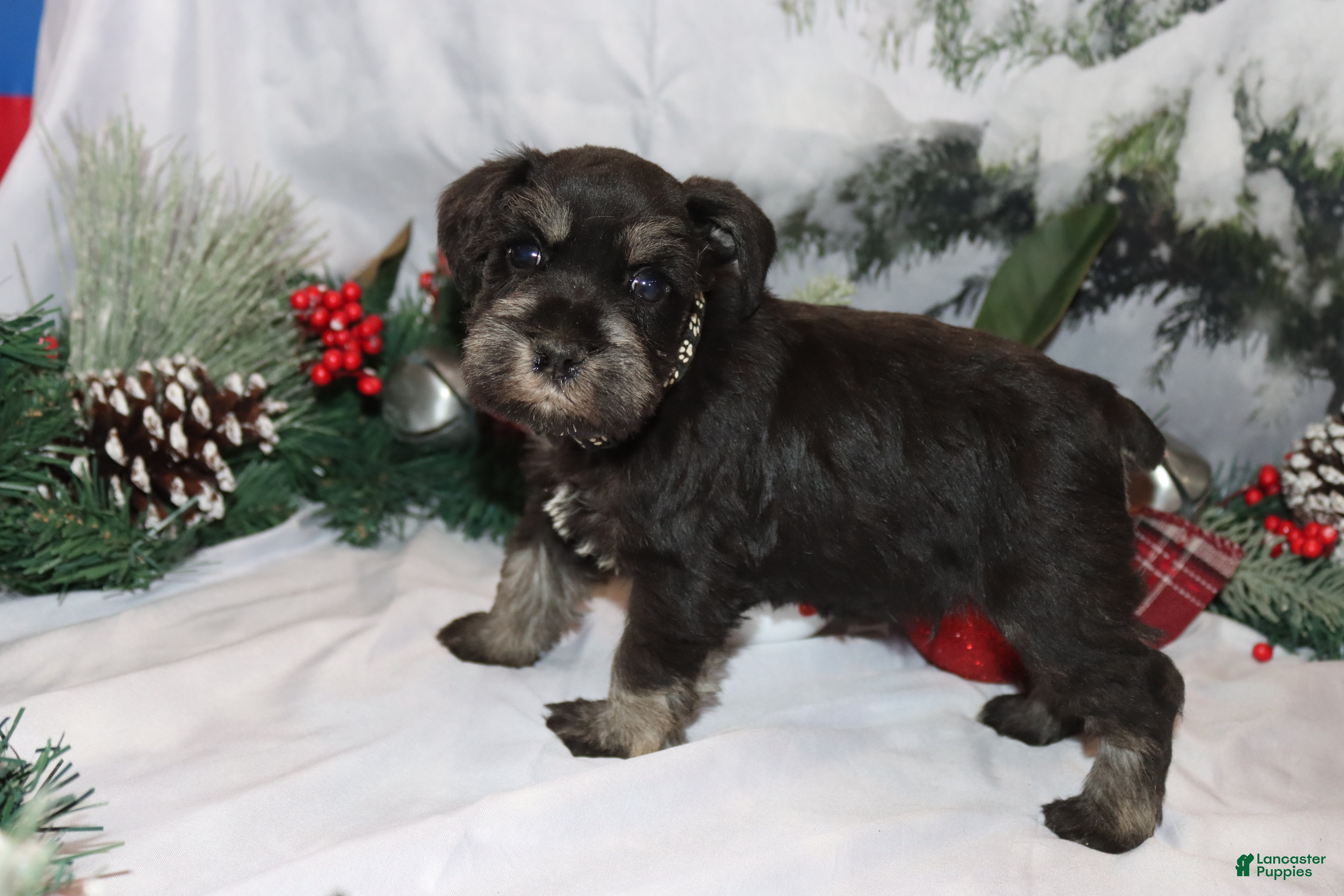 Miniature Schnauzer dogs stetson - Ad 39