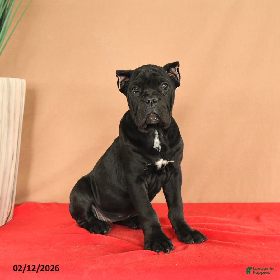 Cane Corso dogs Marigold - Ad 4