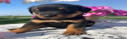 Rottweiler dogs for sale: Zeus - Ad 3