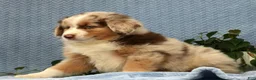 Miniature Australian Shepherd dogs for sale: Riley - Ad 10