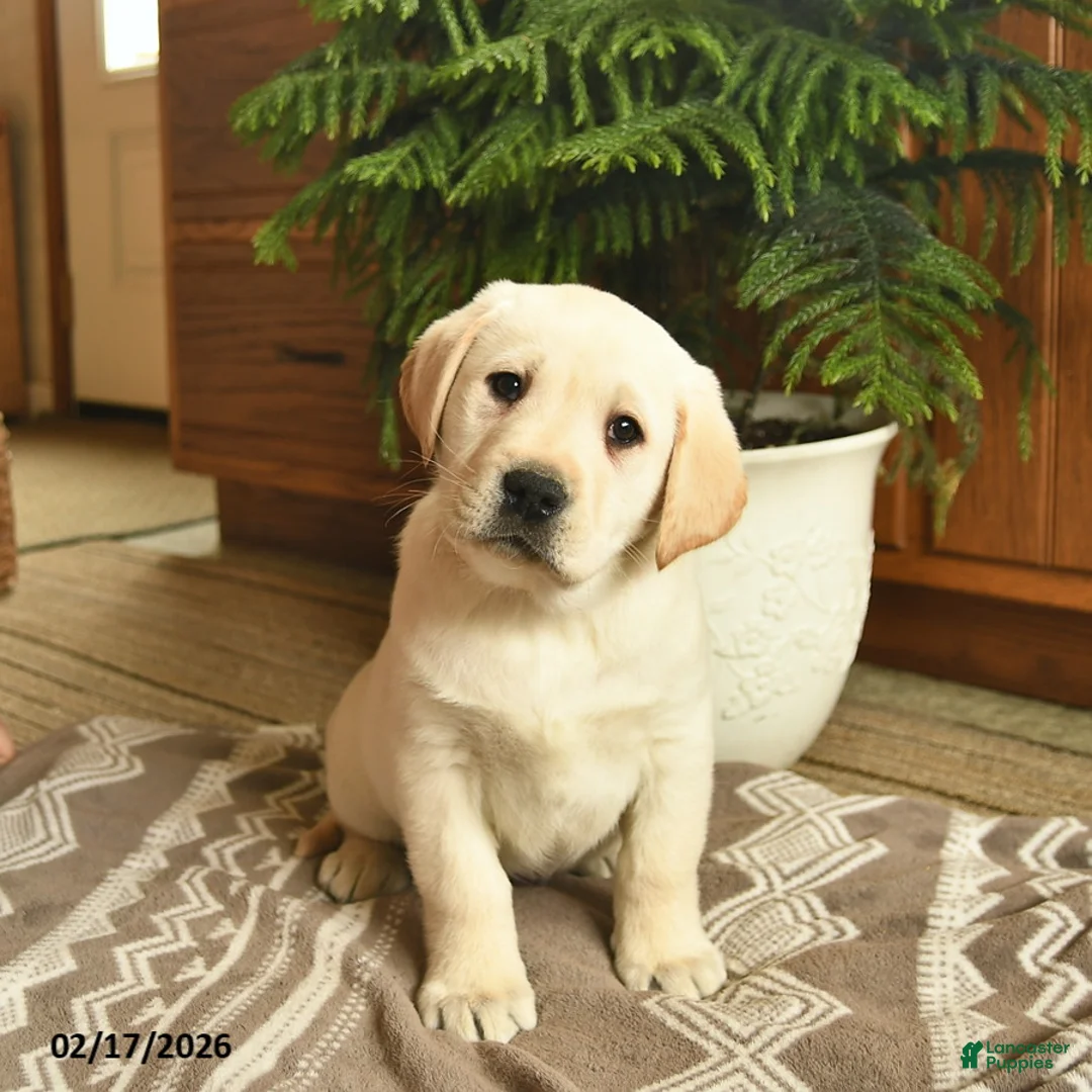 Labrador Retriever dogs for sale: Gilmore  - Ad 2