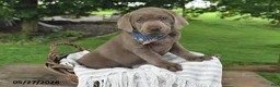 Labrador Retriever dogs for sale: Ari - Ad 3